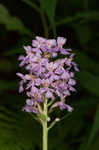 Small purple fringed orchid <BR>Lesser purple fringed orchid